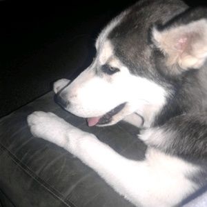 Meet your Posher, Lenee